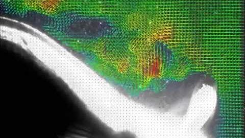 Particle Image Velocimetry - Fish