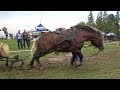 Concurs cu cai de tractiune - Proba speciala -  Calatele-Padure, Cluj - 2018
