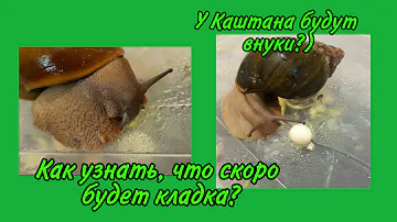 Как узнать, что улитка беременна? Тест на беременность улитке😂 Как узнать, что скоро будет кладка?