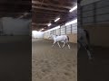 Shafer Hall Trot 
