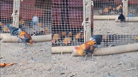 Hlau youtube/một ngày mới cho ae xem gà rừng tơ đẹp trai.qaib qus zoo nkauj heev li nawb