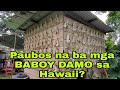 PAUBOS NA BA MGA BABOY DAMO SA HAWAII???