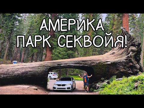 АвтоПутешествие по США часть 5 | Залезли на Скалу и Проехали сквозь Дерево Sequoia Парк