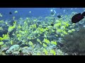 NOVA Maldives DIVE with 15k fishes 02 GoPro