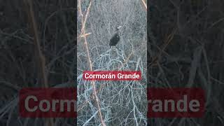 🦤 Cormorán Grande