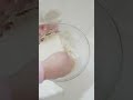 خبز التوست 