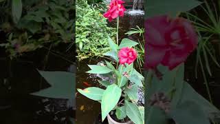 Cambridge Butterfly Conservatory Venue Tour