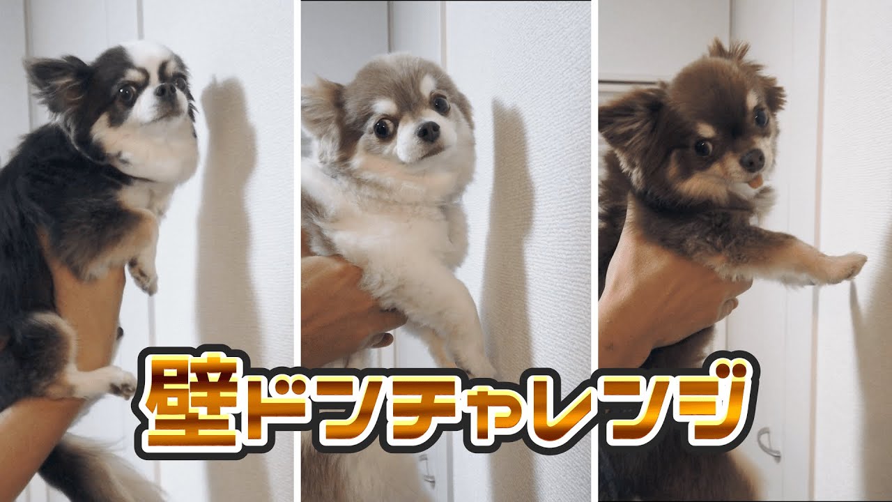 検証 Tiktokで話題のペットの壁ドンにチャレンジ 賢い犬は壁に手をつくらしい Youtube 検証 Tiktokで話題のペットの壁ドンにチャレンジ 賢い犬は壁に手をつくらしい Youtube