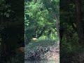 On the banks of the Finley River in Ozark: Horses and Deer. #Nature #Outdoors #River #Kayaking