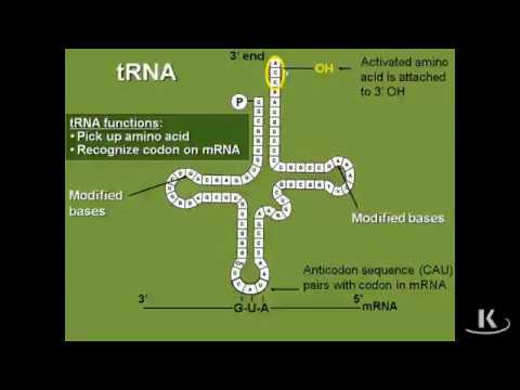 Transfer RNA Carries Activated Amino Acids|Biochemistry