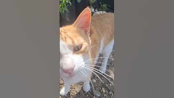 #catnip #cats Loose on da Goose