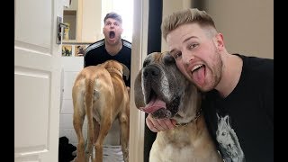 MY BRO'S BEEN ATTACKED BY A GIANT DOG!