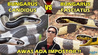 Cara Membedakan Ular Weling bungarus Candidus Dan Ular Welang bungarus Fasciatus Paling Akurat