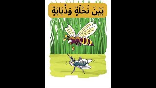 قصة بين نحلة وذبابة | قصة وعبرة |  قصص للأطفال قبل النوم | Entre une abeille et une mouche