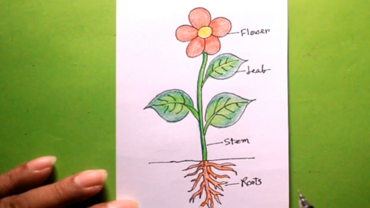 Smart Kids Art - Learn how to draw flower in pot easily step by step.  Please visit (YouTube/SMART KIDS ART) #kids #kidsart #kidsartwork  #kidsartclass #kidsartideas #kidsfun #kidsarea #kidsdraw #kidsdrawing  #drawingforkids #drawingforbeginners ...