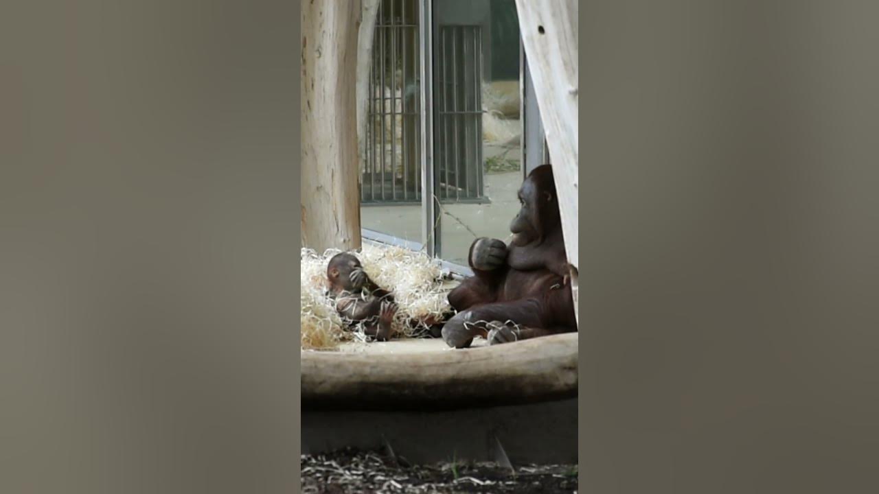 Baby Kendari and mom relaxing under a tree#shorts#funny #orangutans#