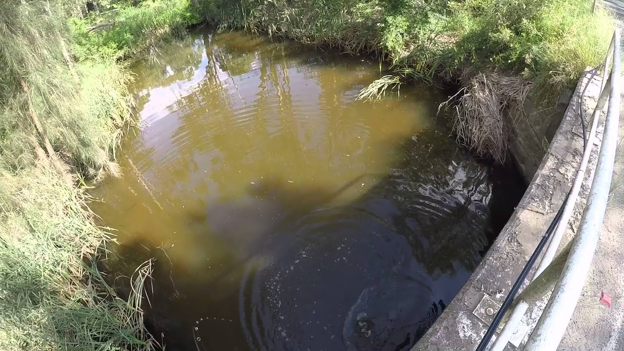 Windsor Bait and tackle. Carp on soft plastics. YouTube