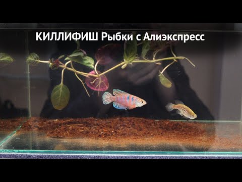 Видео: Киллифиш. Рыбки с Алиэкспресс