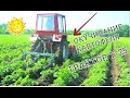 ОКУЧИВАНИЕ КАРТОФЕЛЯ ТРАКТОРОМ Т-25/PUMPING POTATOES WITH T-25 TRACTOR