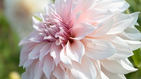 Thumbnail of Dahlia Café au Lait - A bestseller variety