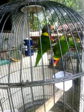 asli burung nuri bulu indah