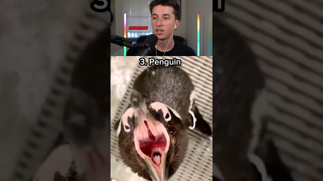 HOW DIFFERENT ANIMALS SOUND