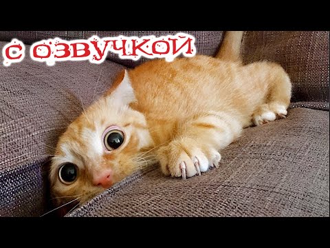 ПРИКОЛЫ С КОТАМИ! - С ОЗВУЧКОЙ! СМЕШНЫЕ ЖИВОТНЫЕ 2023! СМЕШНЫЕ КОШКИ И СОБАКИ!