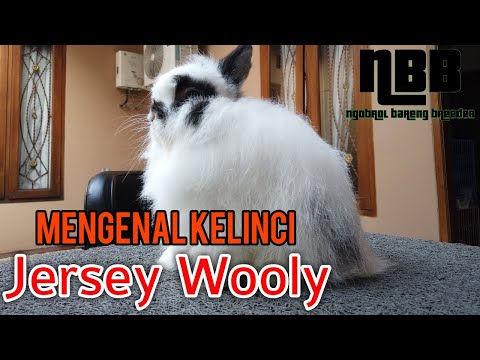 Video: Panduan Kelinci Bunny: Arnab Woolly Woolly