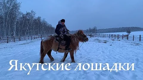Якутская лошадь