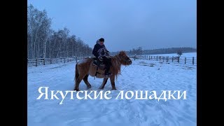 Якутская лошадь