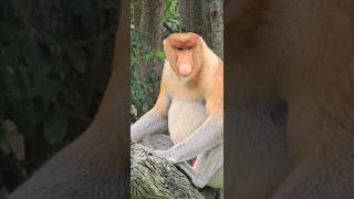 Proboscismonkey at Labuk bay #borneosabah #malaysia Proboscismonkey at Labuk bay #borneosabah #malaysia