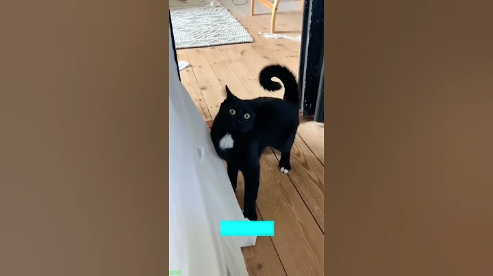 Video 11259671: kitten meowing, funny cat 4k, funny baby cats, cute cat