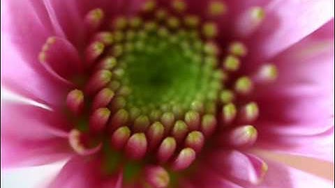 A. Vivaldi: Op. 9 n. 1 - Concerto for violin, strings & b.c. in C major (RV 181a)