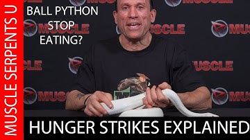 Breeding and Feeding Ball Python Wisdom