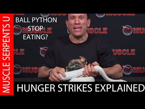 Breeding and Feeding Ball Python Wisdom