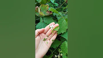 Сизая ежевика 💙💜#plants
