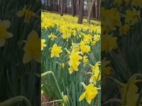 서산유기방가옥  4월5일 방문후기  지금만개 했어요  #여행 #충청도여행 #맛집