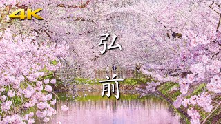 日本一の桜 弘前公園(弘前城) 満開～桜吹雪～花筏 (BMPCC6K)