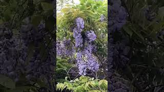 Beautiful wisteria 💜 love, love these flowers. Pure inspiration