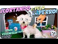 CORTANDO el PELO a mi PERRO!✂️ Mi PELUQUERÍA CANINA en CASA!💅🏻🐶 Anima Dogs