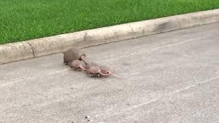 Armadillo Family Crosses the Street Together - 1197451