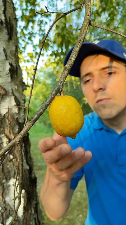 ✅ Survival skills: made a mosquito repellent for survival 🌳🦟 #camping #bushcraft #survival
