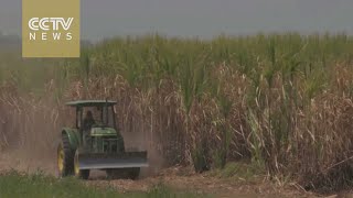 China to open Asia’s biggest sugar mill in Cambodia