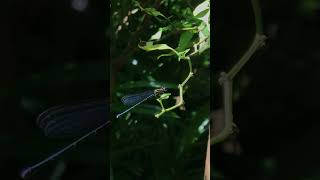 IMG 3010