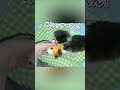 子猫が眠れなくて夜泣きをしていたので起きて確認してみると… #shorts