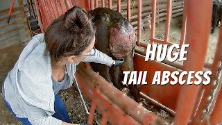 Catching Cows, a Deer, and a BIG Abscessed Tail!