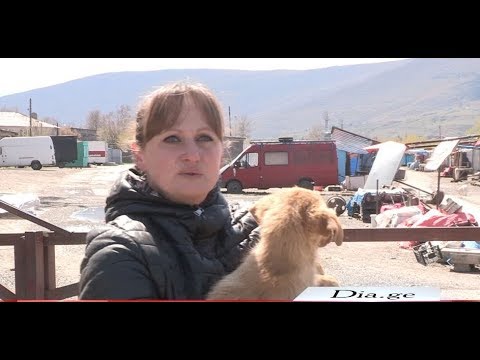 ვინ არის თამარ გოგალაძე, რომელიც გორში მიუსაფარ ცხოველებზე ზრუნავს 9.04.2020