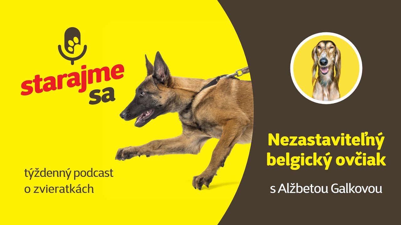 Starajme sa | Psy: Nezastaviteľný belgický ovčiak