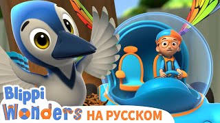 🐦Где Живут Птицы?🐦 | Чудеса Блиппи | Обучающие Мультики Для Детей