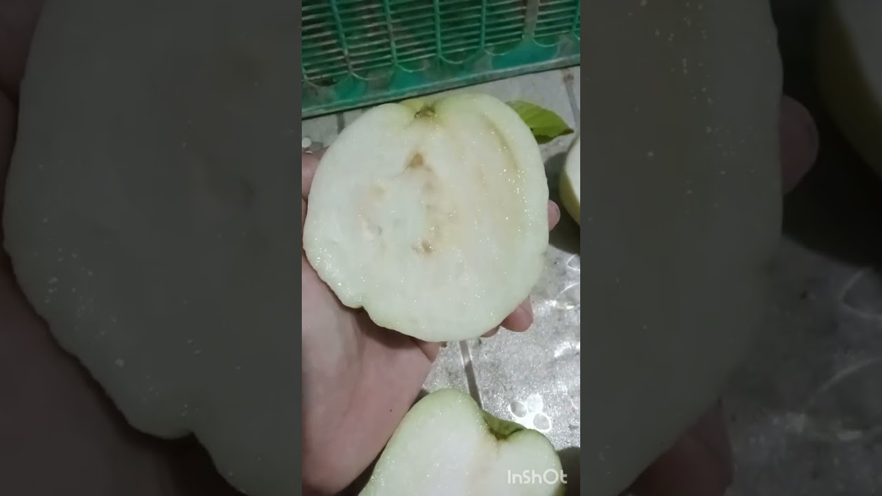 Perbedaan jambu Farang, jambu Kristal dan jambu Siumik Pala